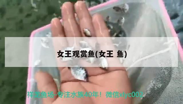 女王观赏鱼(女王鱼)