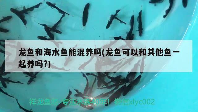 龙鱼和海水鱼能混养吗(龙鱼可以和其他鱼一起养吗?)