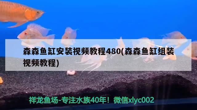 森森鱼缸安装视频教程480(森森鱼缸组装视频教程) 招财战船鱼