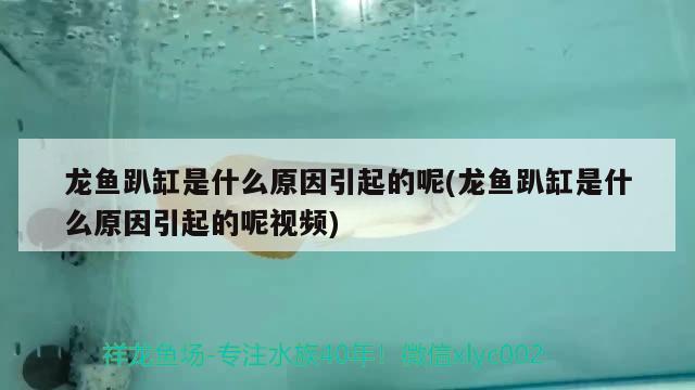 龙鱼趴缸是什么原因引起的呢(龙鱼趴缸是什么原因引起的呢视频)