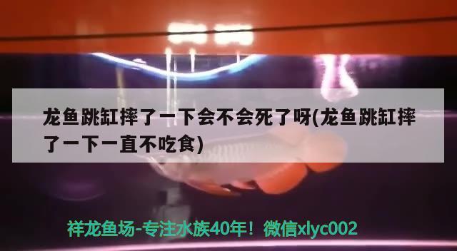 龙鱼跳缸摔了一下会不会死了呀(龙鱼跳缸摔了一下一直不吃食)