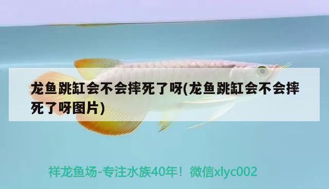 龙鱼跳缸会不会摔死了呀(龙鱼跳缸会不会摔死了呀图片) 喷点菠萝鱼