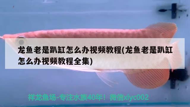 龙鱼老是趴缸怎么办视频教程(龙鱼老是趴缸怎么办视频教程全集)