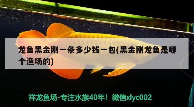 龙鱼黑金刚一条多少钱一包(黑金刚龙鱼是哪个渔场的) 财神鹦鹉鱼