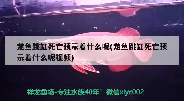 龙鱼跳缸死亡预示着什么呢(龙鱼跳缸死亡预示着什么呢视频) 祥龙水族护理水