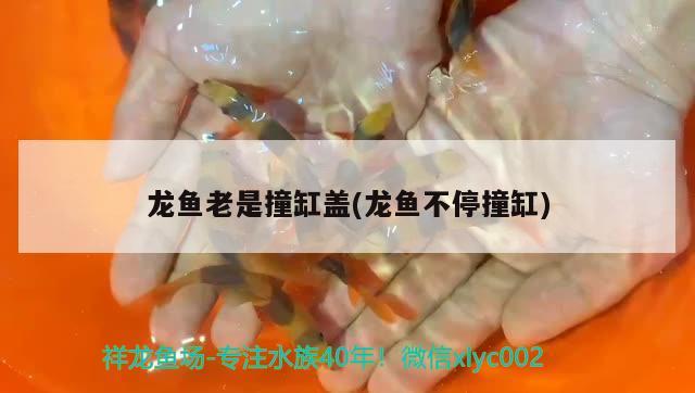 龙鱼老是撞缸盖(龙鱼不停撞缸) 广州祥龙国际水族贸易