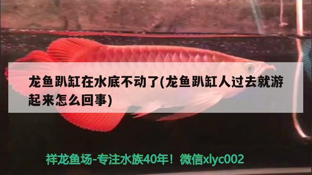 龙鱼趴缸在水底不动了(龙鱼趴缸人过去就游起来怎么回事) 生态瓶/创意缸/桌面微景缸