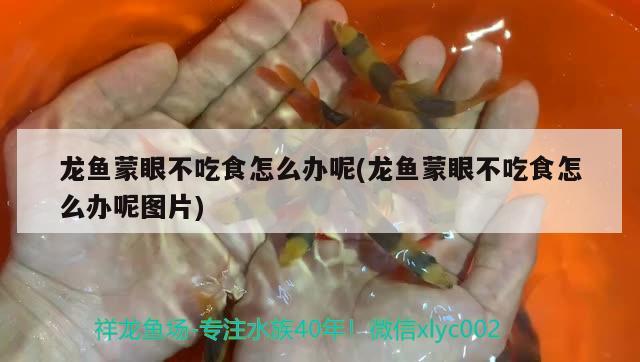 龙鱼蒙眼不吃食怎么办呢(龙鱼蒙眼不吃食怎么办呢图片)