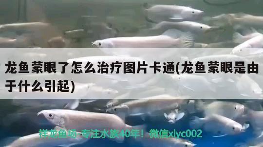 龙鱼蒙眼了怎么治疗图片卡通(龙鱼蒙眼是由于什么引起)