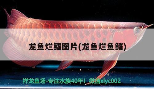 龙鱼烂鳍图片(龙鱼烂鱼鳍) 白子红龙鱼