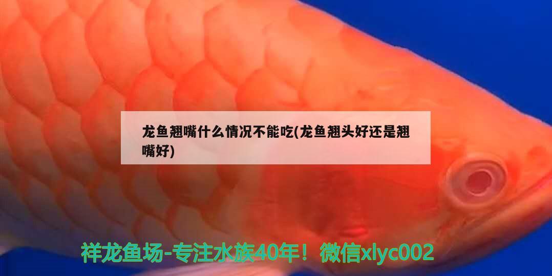 龙鱼翘嘴什么情况不能吃(龙鱼翘头好还是翘嘴好) 黑帝王魟鱼