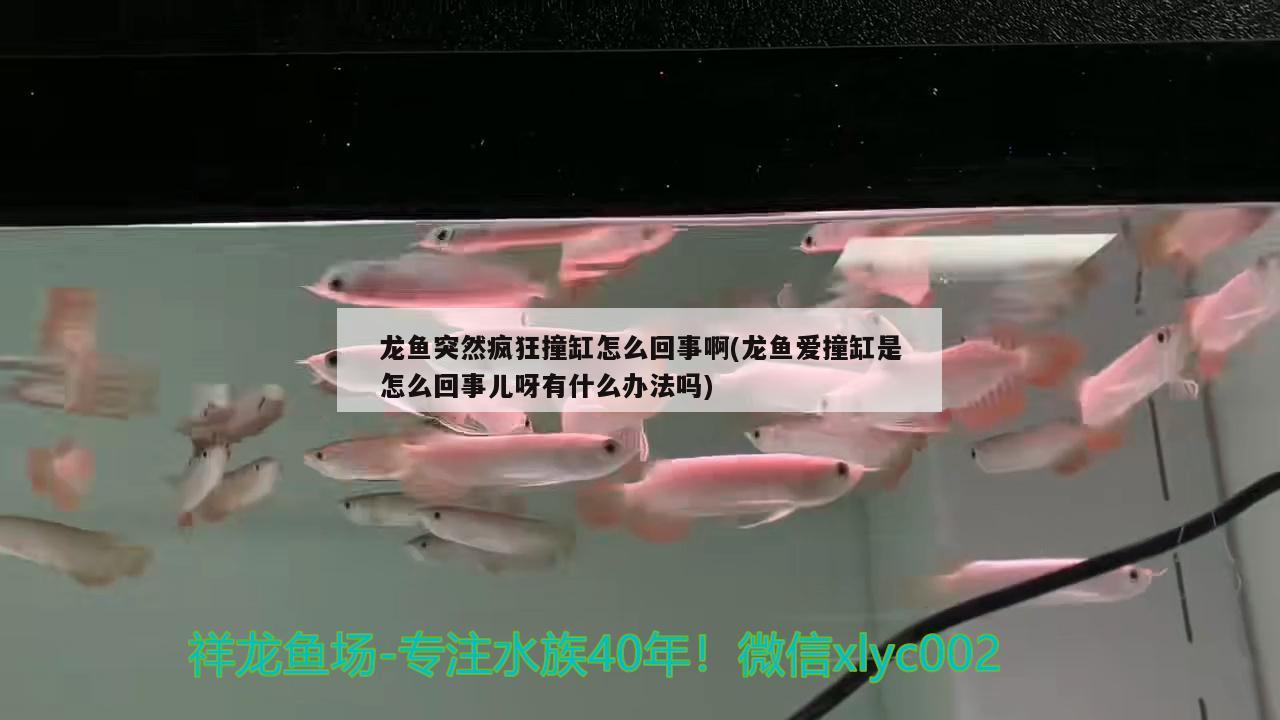 龙鱼突然疯狂撞缸怎么回事啊(龙鱼爱撞缸是怎么回事儿呀有什么办法吗)