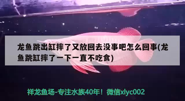 龙鱼跳出缸摔了又放回去没事吧怎么回事(龙鱼跳缸摔了一下一直不吃食)