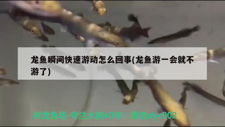 龙鱼瞬间快速游动怎么回事(龙鱼游一会就不游了) 肥料