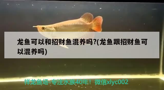 龙鱼可以和招财鱼混养吗?(龙鱼跟招财鱼可以混养吗) 黑影道人鱼