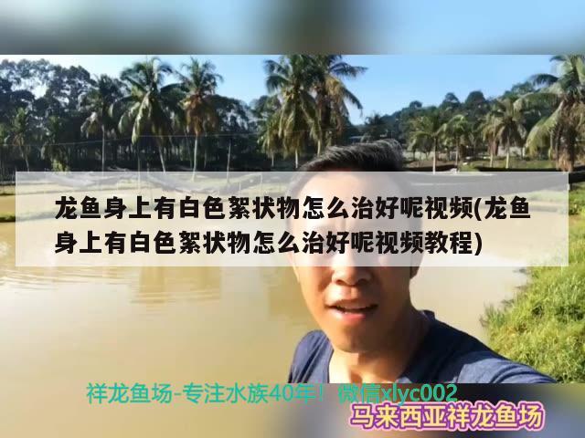 龙鱼身上有白色絮状物怎么治好呢视频(龙鱼身上有白色絮状物怎么治好呢视频教程) 飞凤鱼