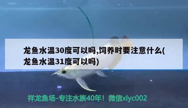 龙鱼水温30度可以吗,饲养时要注意什么(龙鱼水温31度可以吗) 银古鱼苗