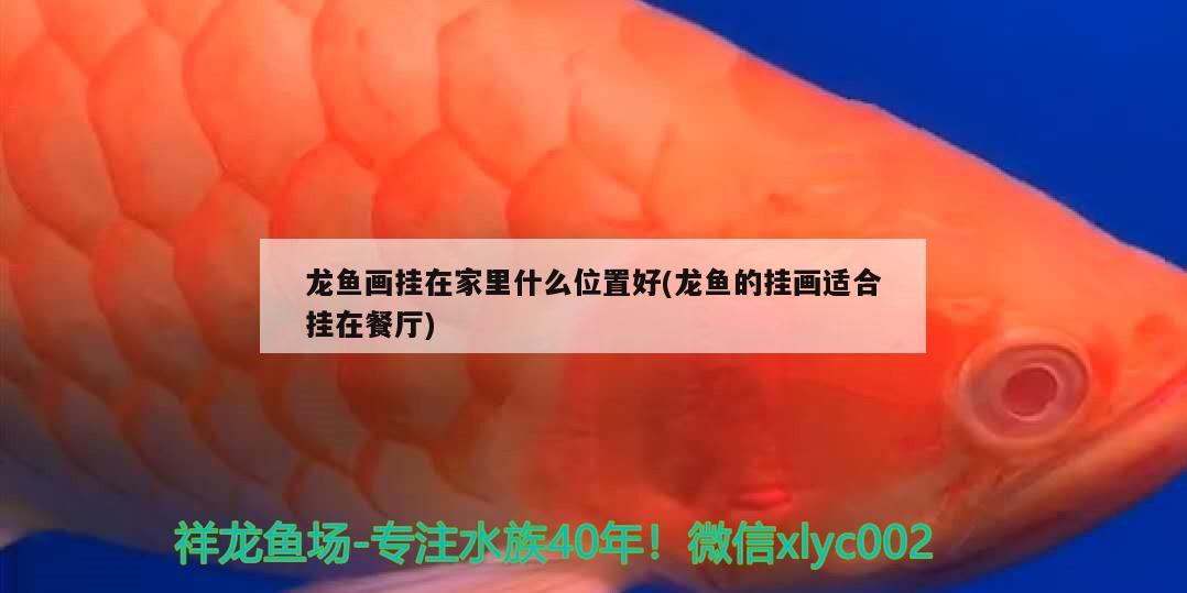 龙鱼画挂在家里什么位置好(龙鱼的挂画适合挂在餐厅) 一眉道人鱼苗