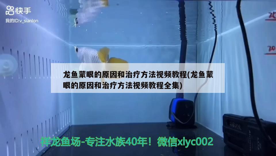 龙鱼蒙眼的原因和治疗方法视频教程(龙鱼蒙眼的原因和治疗方法视频教程全集) 和尚鱼 第2张