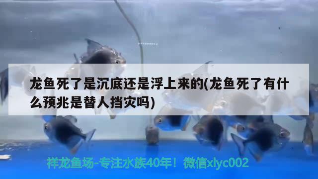 龙鱼死了是沉底还是浮上来的(龙鱼死了有什么预兆是替人挡灾吗) 帝王血钻鱼