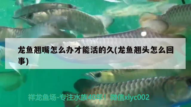 龙鱼翘嘴怎么办才能活的久(龙鱼翘头怎么回事) 水族灯（鱼缸灯）