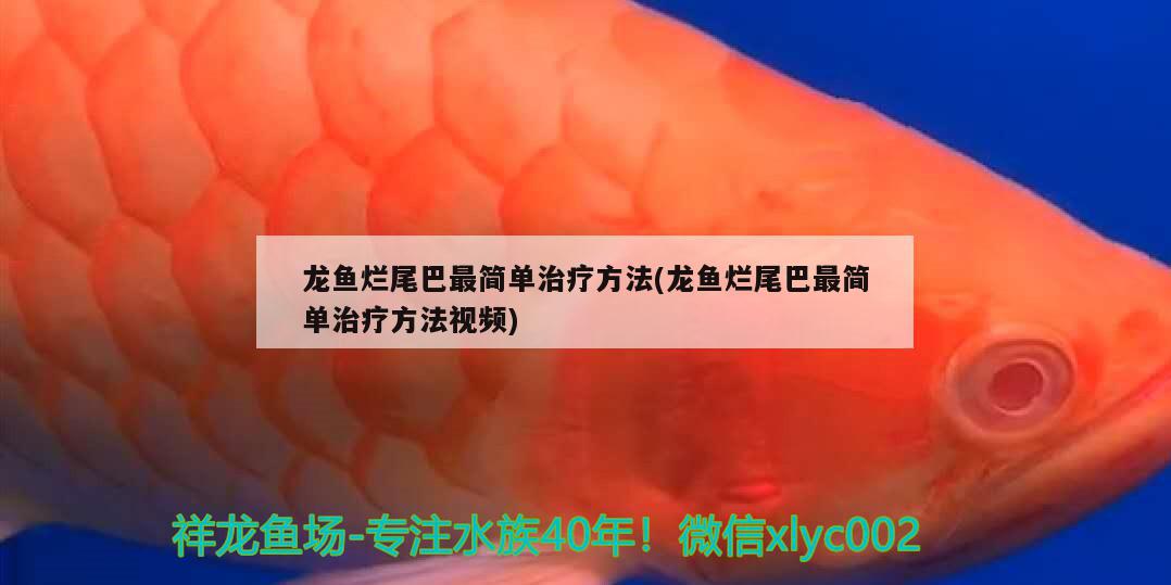 龙鱼烂尾巴最简单治疗方法(龙鱼烂尾巴最简单治疗方法视频)