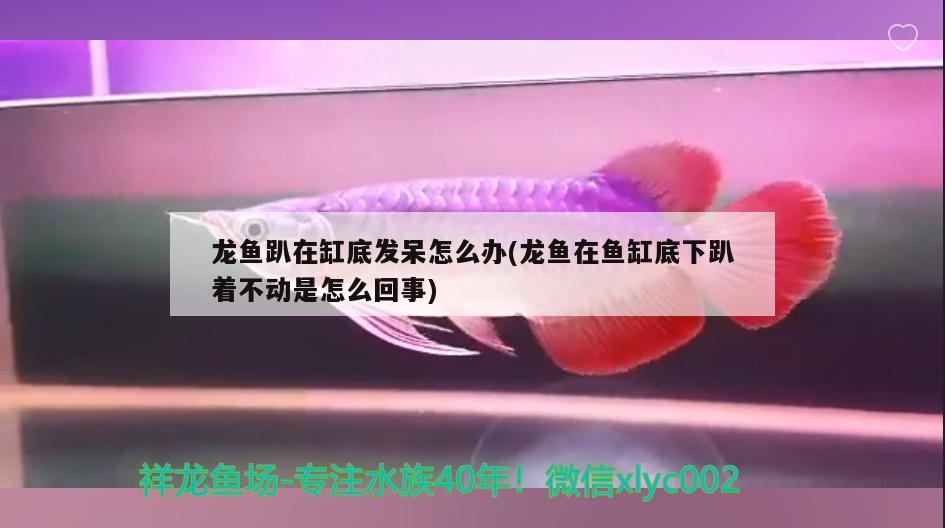 龙鱼趴在缸底发呆怎么办(龙鱼在鱼缸底下趴着不动是怎么回事)