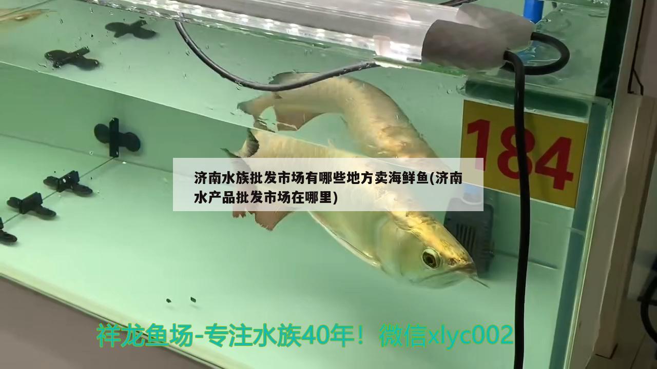 济南水族批发市场有哪些地方卖海鲜鱼(济南水产品批发市场在哪里) 观赏鱼水族批发市场