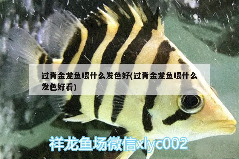 过背金龙鱼喂什么发色好(过背金龙鱼喂什么发色好看)