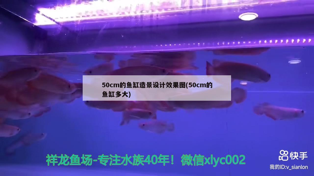 50cm的鱼缸造景设计效果图(50cm的鱼缸多大) 黄金河虎鱼