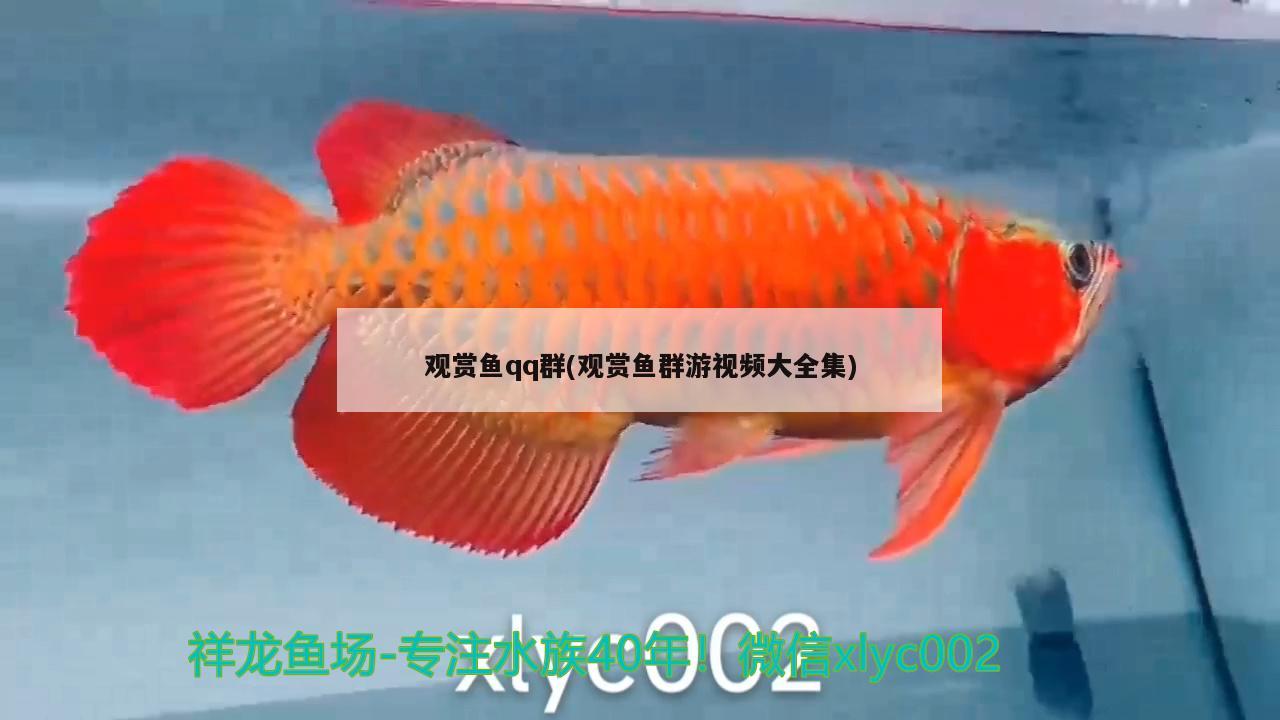 观赏鱼qq群(观赏鱼群游视频大全集) 青龙鱼