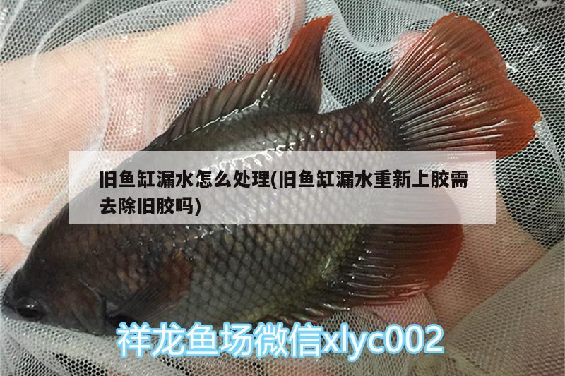 旧鱼缸漏水怎么处理(旧鱼缸漏水重新上胶需去除旧胶吗) 蓝底过背金龙鱼