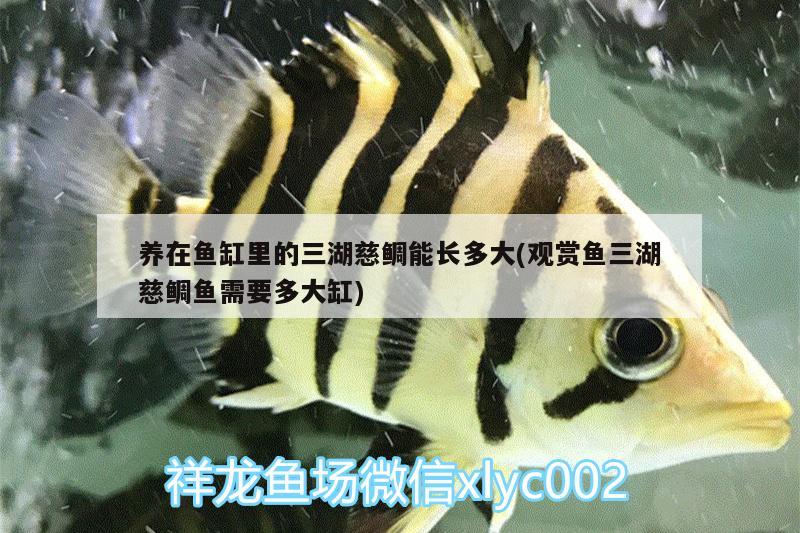 养在鱼缸里的三湖慈鲷能长多大(观赏鱼三湖慈鲷鱼需要多大缸)