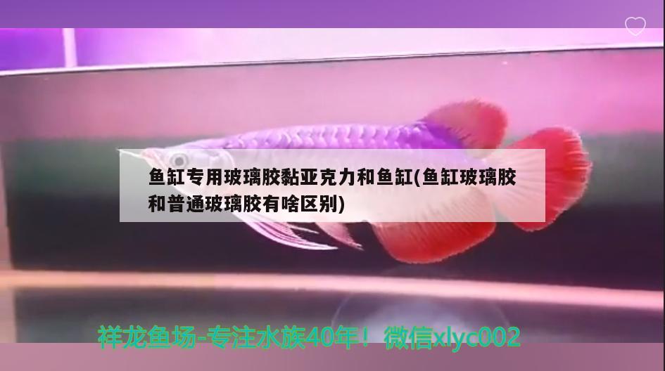 鱼缸专用玻璃胶黏亚克力和鱼缸(鱼缸玻璃胶和普通玻璃胶有啥区别)