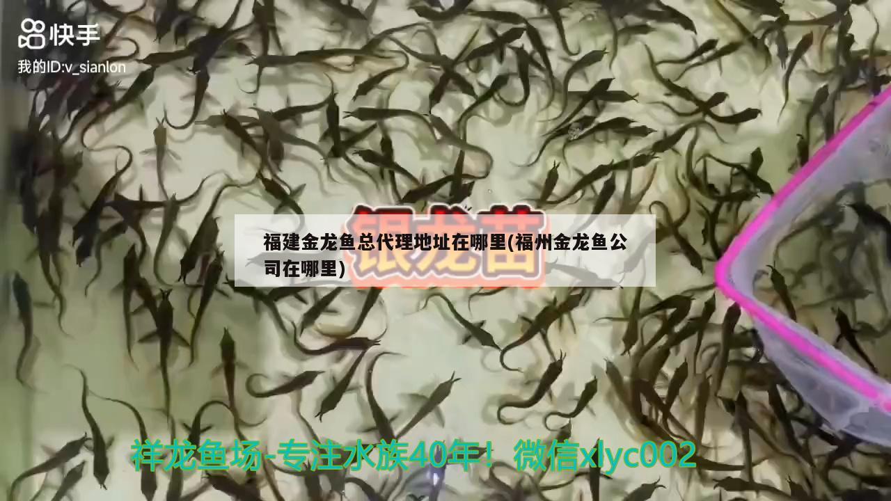 福建金龙鱼总代理地址在哪里(福州金龙鱼公司在哪里) 白条过背金龙鱼