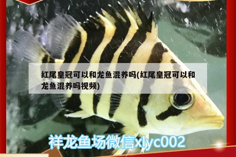 红尾皇冠可以和龙鱼混养吗(红尾皇冠可以和龙鱼混养吗视频) 海水鱼（海水鱼批发） 第1张