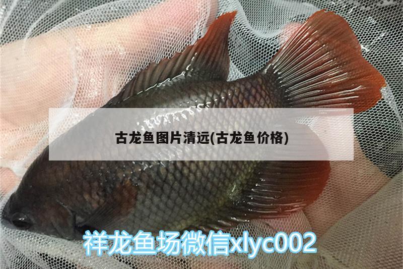 济南市鱼缸批发市场电话多少(济南市鱼缸批发市场电话多少号) 印尼虎苗