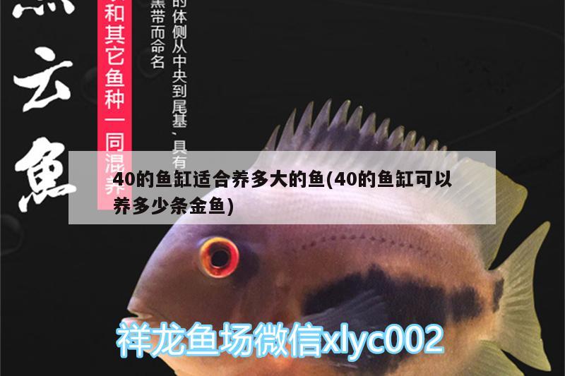 40的鱼缸适合养多大的鱼(40的鱼缸可以养多少条金鱼)