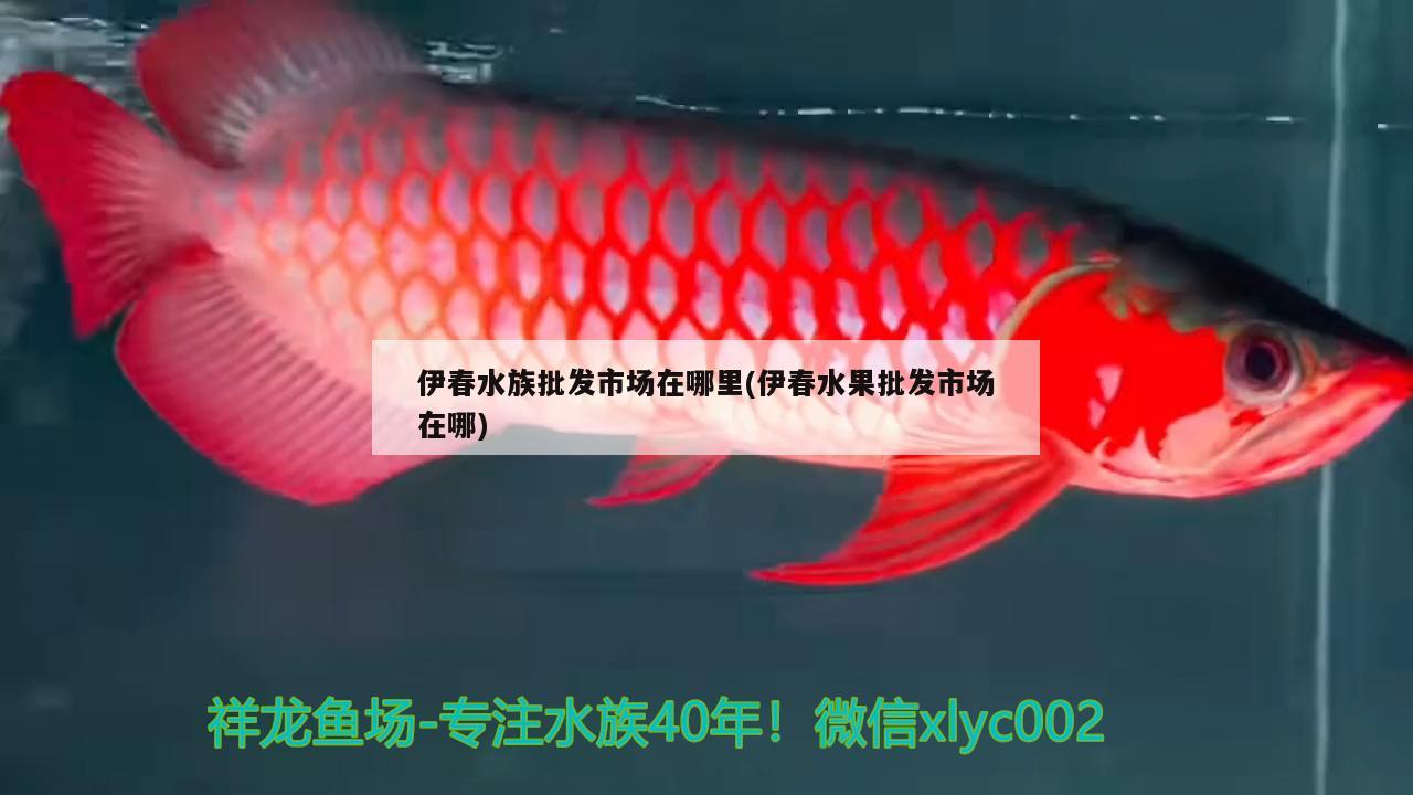 伊春水族批发市场在哪里(伊春水果批发市场在哪) 观赏鱼水族批发市场