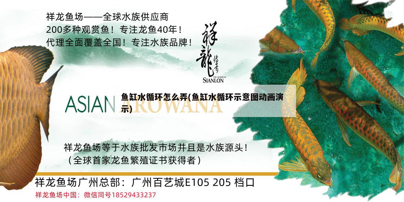 鱼缸水循环怎么弄(鱼缸水循环示意图动画演示)