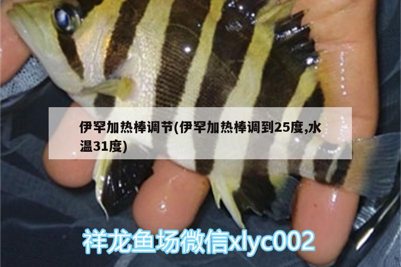 伊罕加热棒调节(伊罕加热棒调到25度,水温31度) 伊罕水族