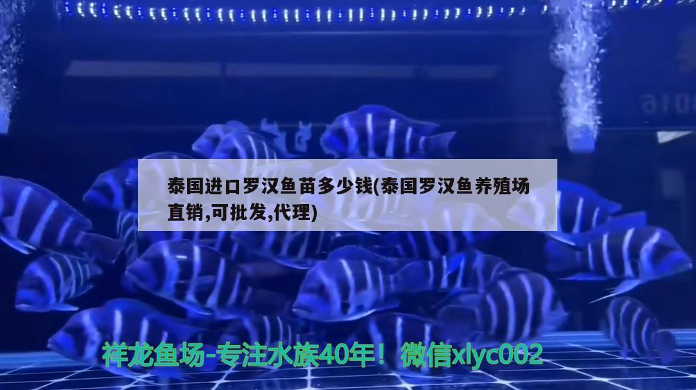 泰国进口罗汉鱼苗多少钱(泰国罗汉鱼养殖场直销,可批发,代理) 罗汉鱼