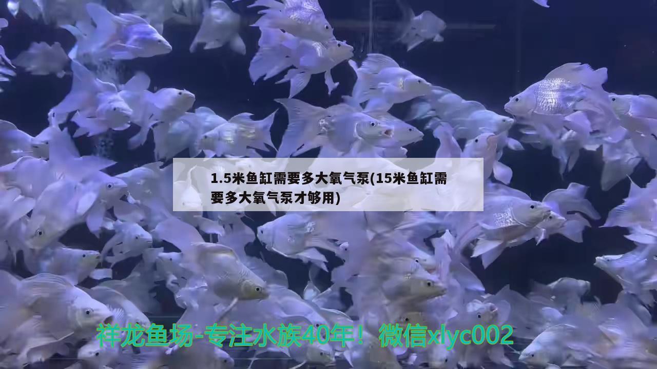 1.5米鱼缸需要多大氧气泵(15米鱼缸需要多大氧气泵才够用) 斑马鸭嘴鱼