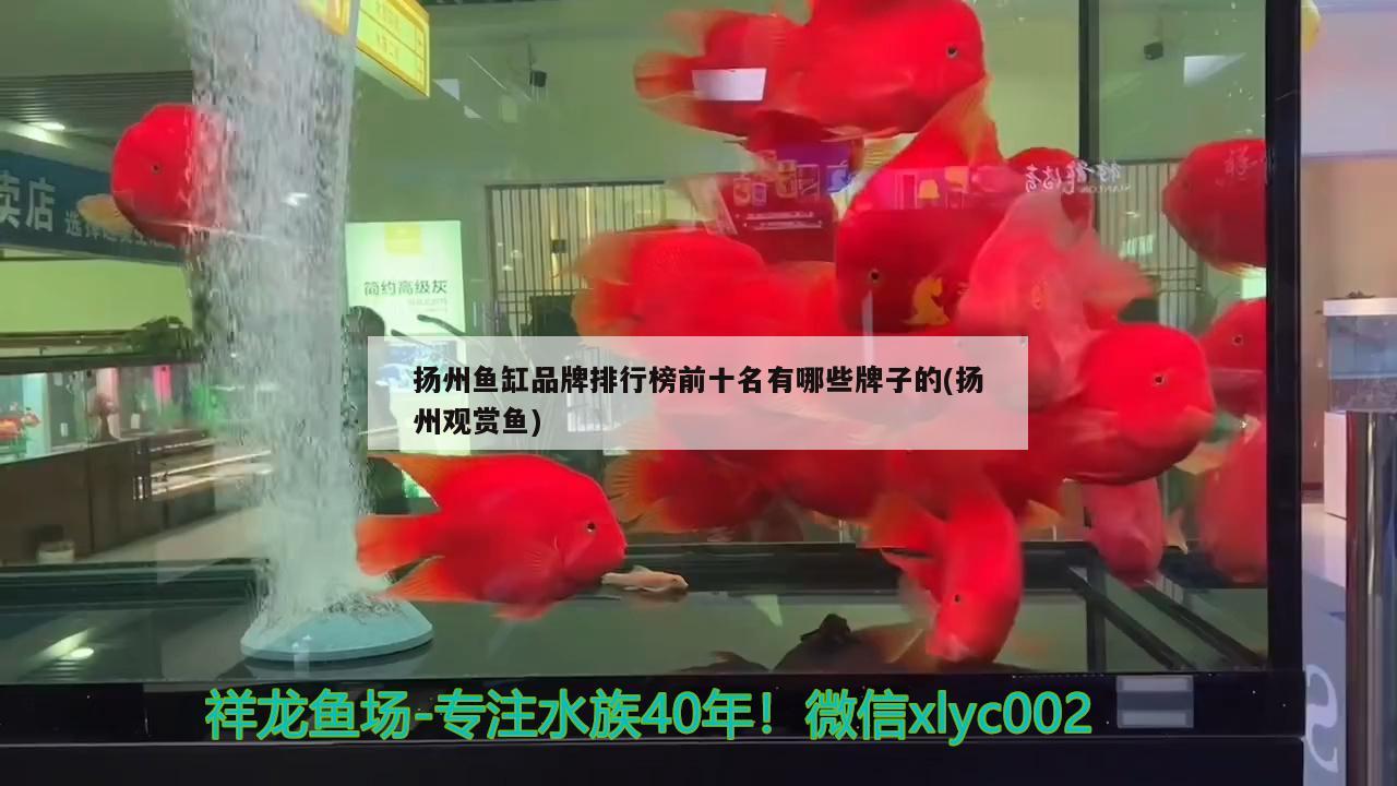 扬州鱼缸品牌排行榜前十名有哪些牌子的(扬州观赏鱼) 斑马鸭嘴鱼