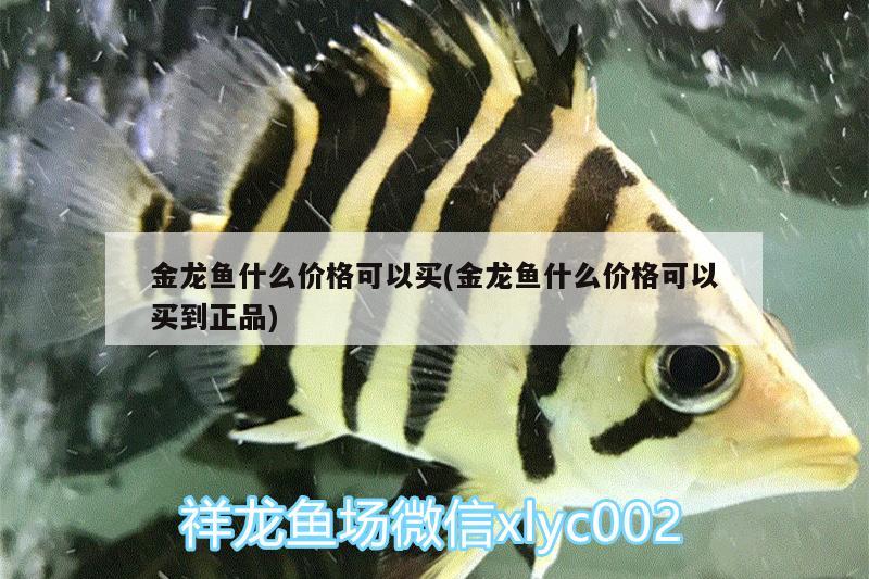 金龙鱼什么价格可以买(金龙鱼什么价格可以买到正品) 申古三间鱼