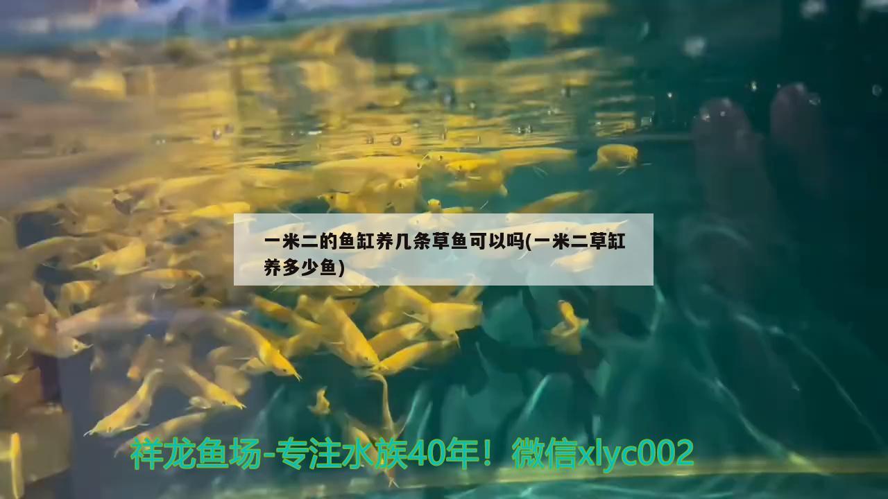 一米二的鱼缸养几条草鱼可以吗(一米二草缸养多少鱼)