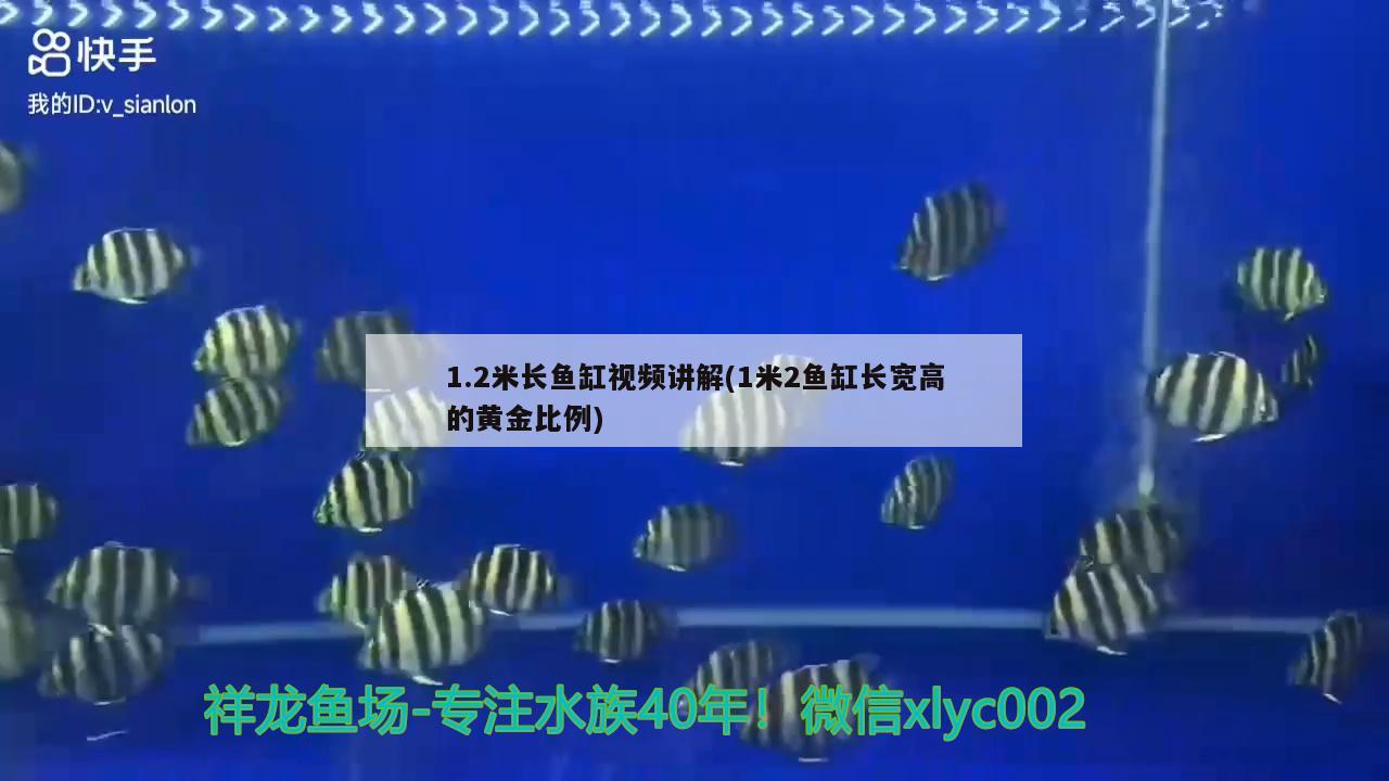 1.2米长鱼缸视频讲解(1米2鱼缸长宽高的黄金比例)