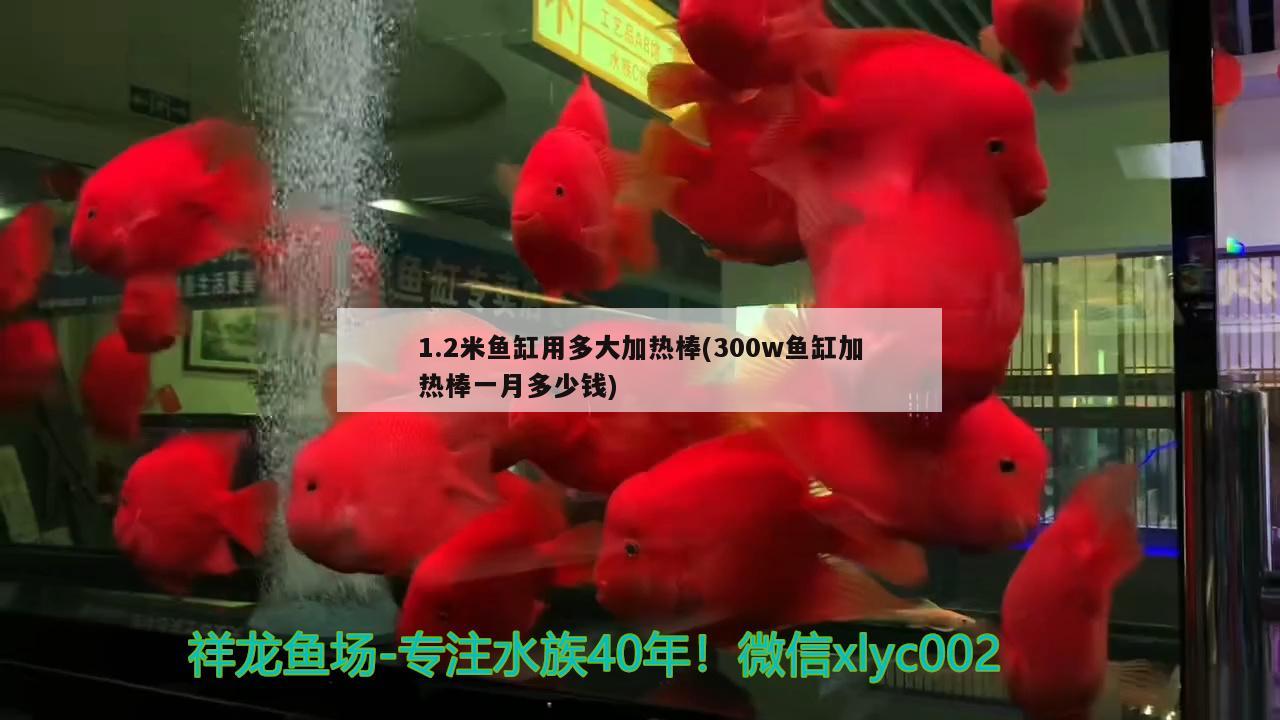 1.2米鱼缸用多大加热棒(300w鱼缸加热棒一月多少钱) 斑马鸭嘴鱼