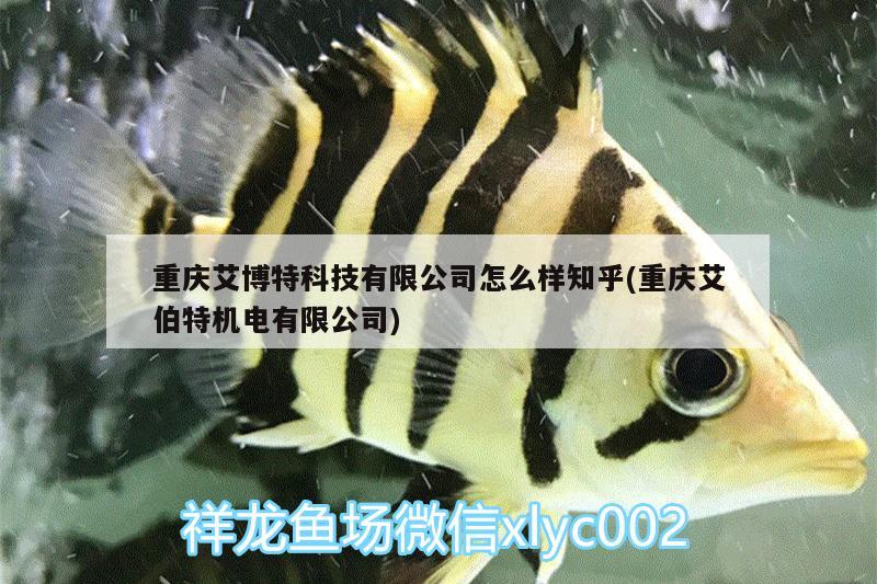 重庆艾博特科技有限公司怎么样知乎(重庆艾伯特机电有限公司)