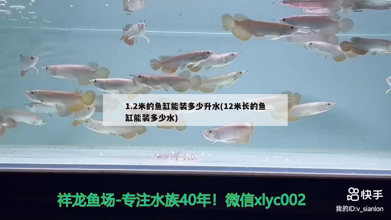 1.2米的鱼缸能装多少升水(12米长的鱼缸能装多少水) 斑马鸭嘴鱼